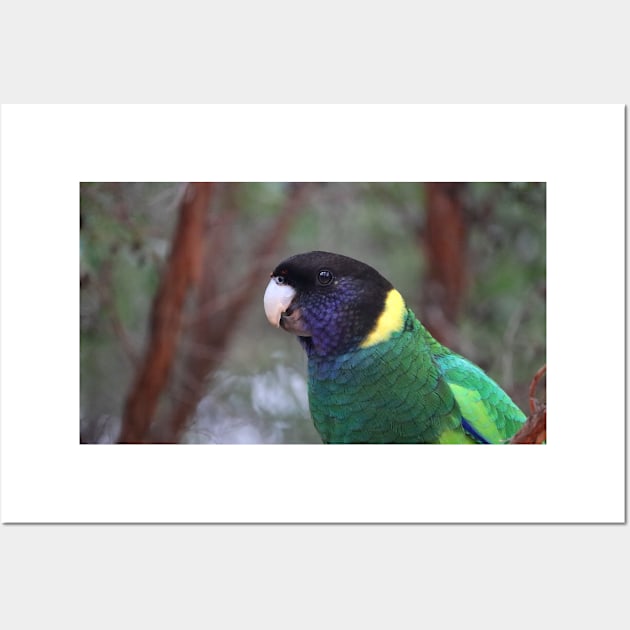 Australian Ringneck Parrot Wall Art by LeanneAllen